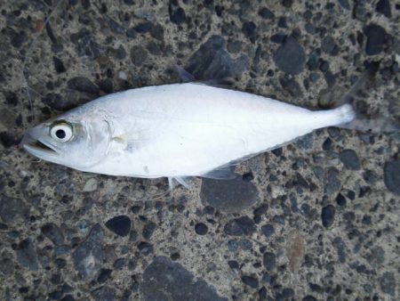 太刀魚やいまだ釣れています。アオリイカなども